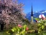 Farbenprächtige Obstbaumblüte in Algund